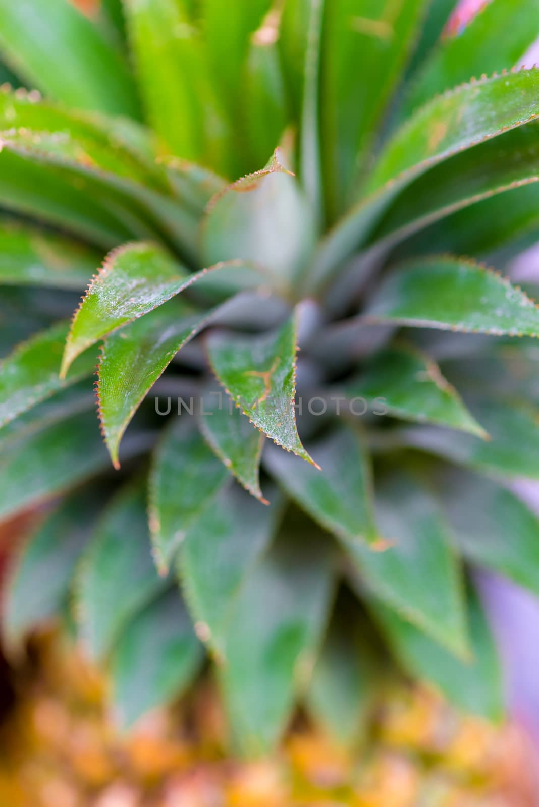 pineapple leaves close-up small depth of field by kosmsos111