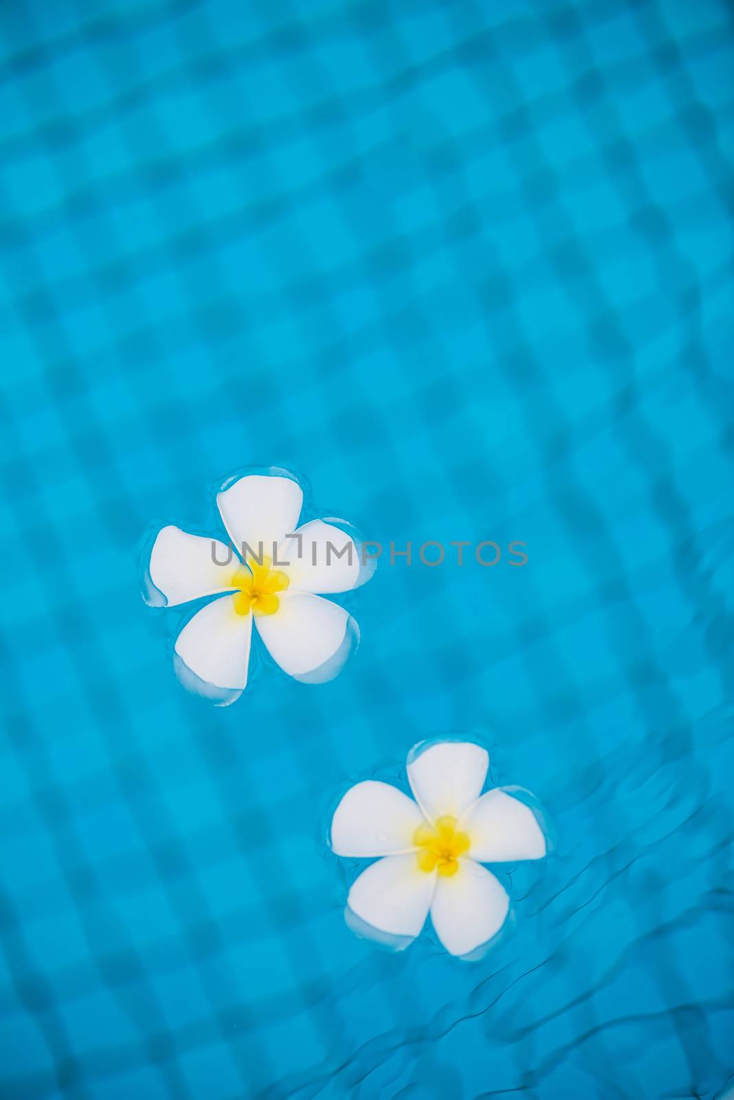 flowers frangipani in water vertical photography by kosmsos111