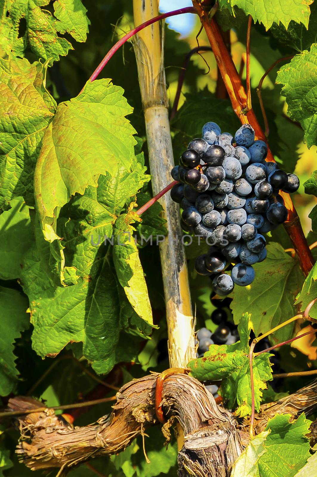 Vine leaves and blue grape by asafaric