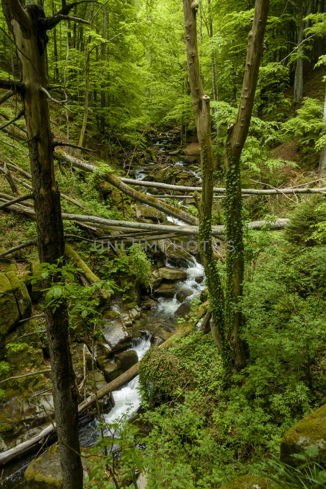 Mountain stream, river flowing through dense forest. Bistriski V by asafaric