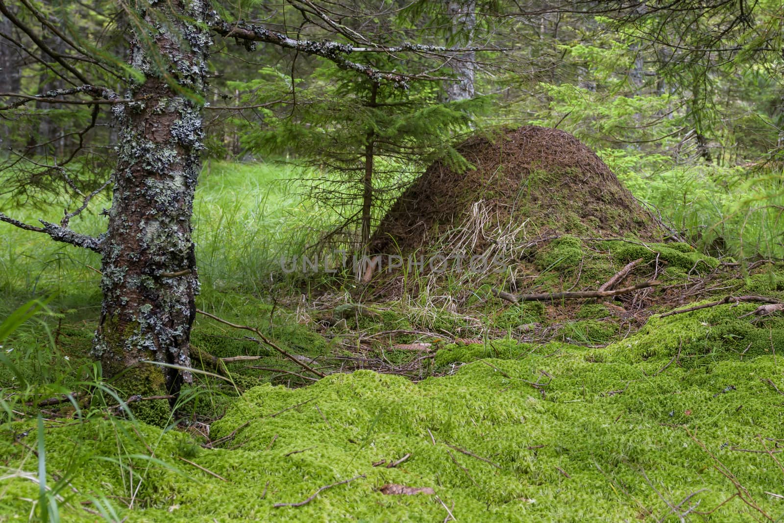 Anthill in deep woods surrounded with green moss