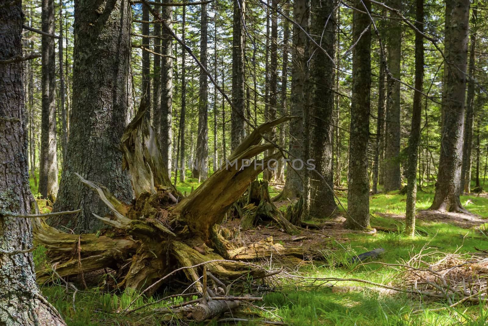 Thick spruce woods in an untouched primeval forest  with stomps from fallen trees