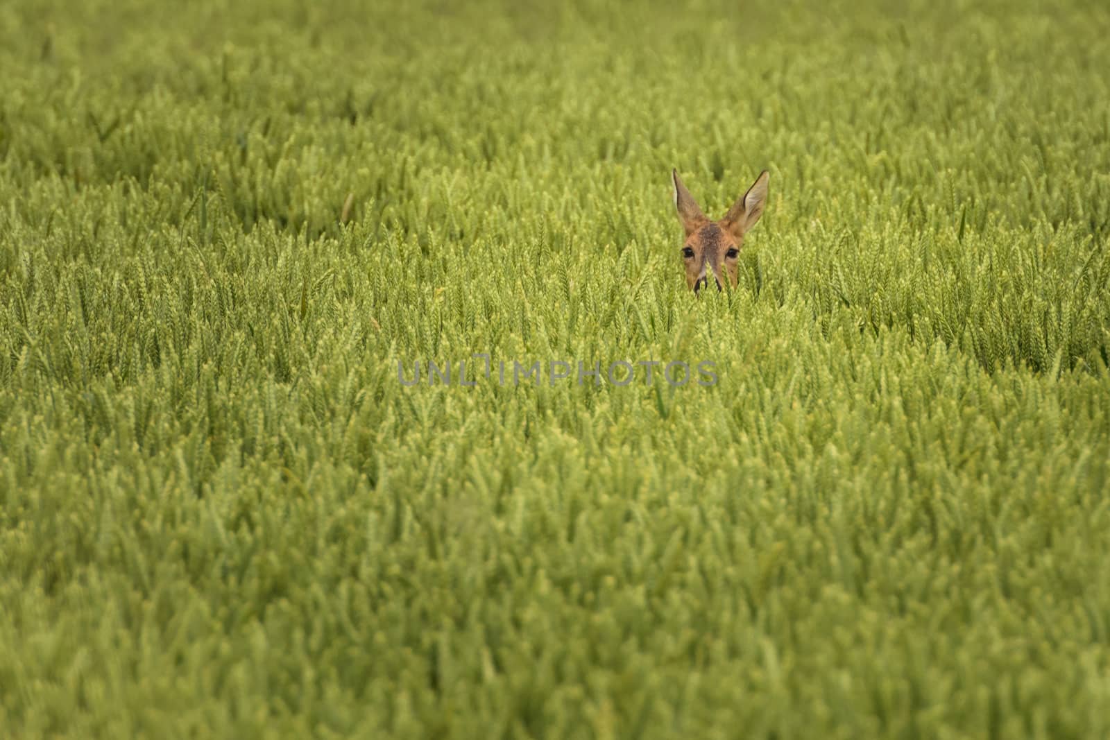 Selective focus of deer in middle of crops field