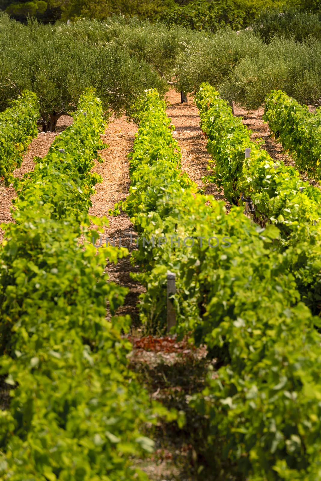 Olive trees, olives and vineyards of Dalmatian island Brac, Croatia