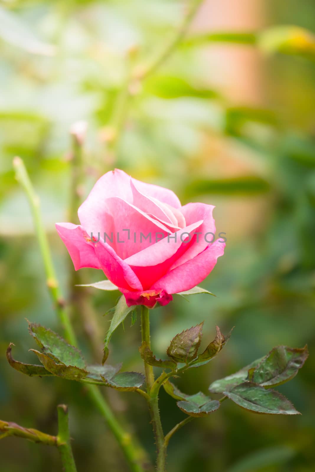 Roses in the garden, Roses are beautiful with a beautiful sunny day.