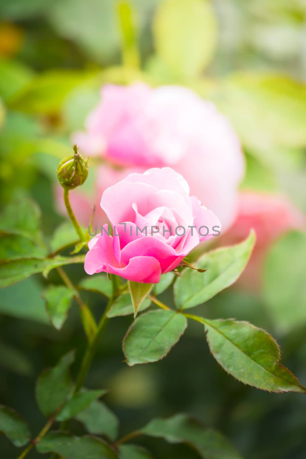 Roses in the garden, Roses are beautiful with a beautiful sunny day.