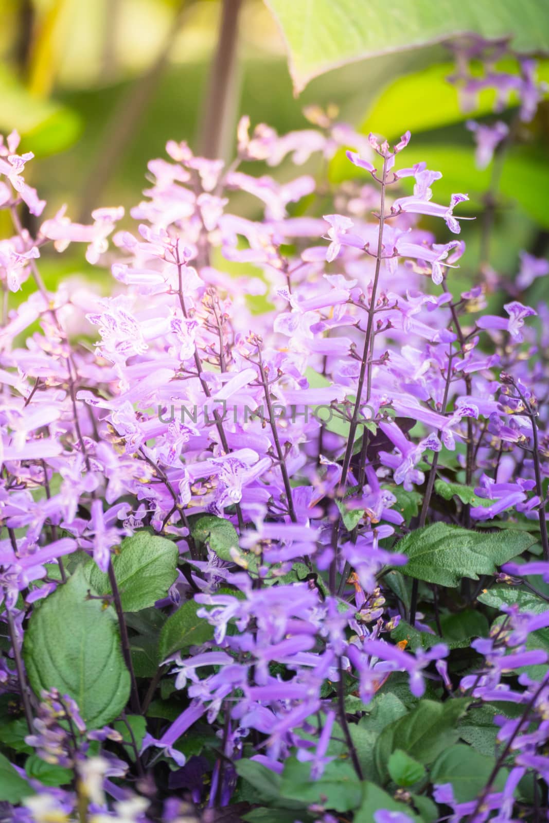 The background image of the colorful flowers by teerawit