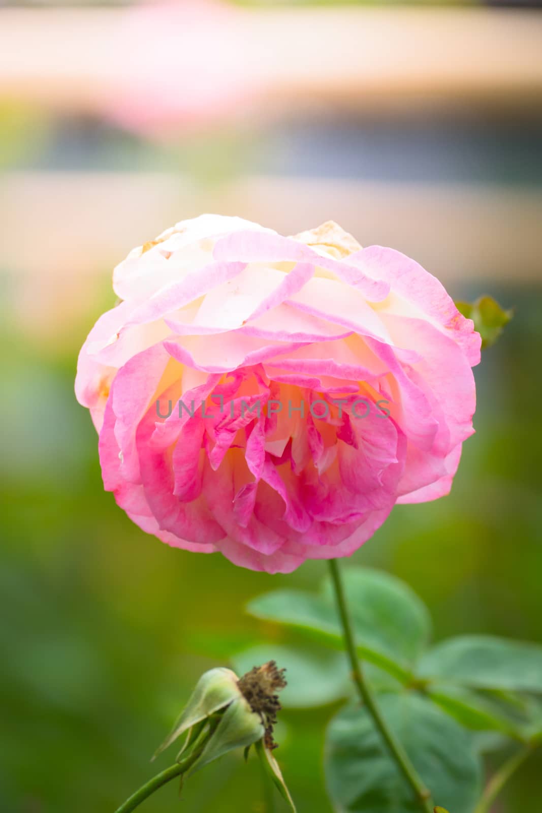 Roses in the garden, Roses are beautiful with a beautiful sunny day.