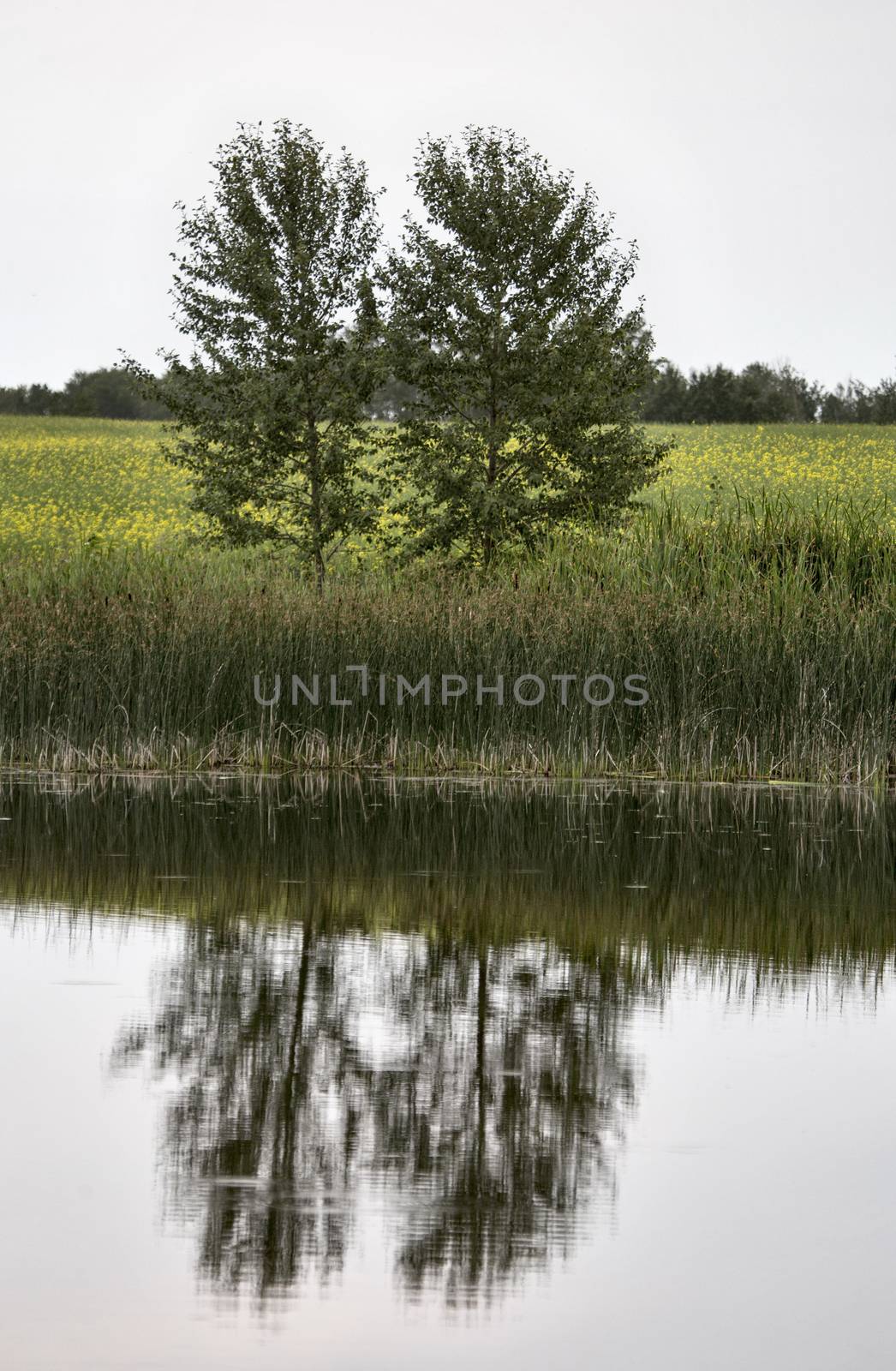 Prairie Scene Saskatchewan by pictureguy