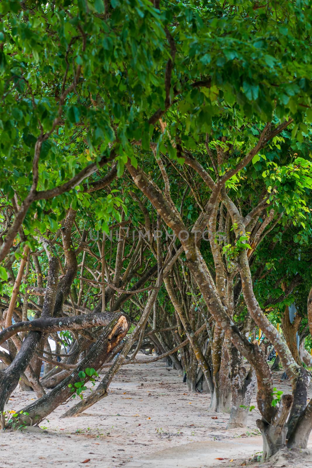 alley of tropical trees on a sandy beach in Thailand