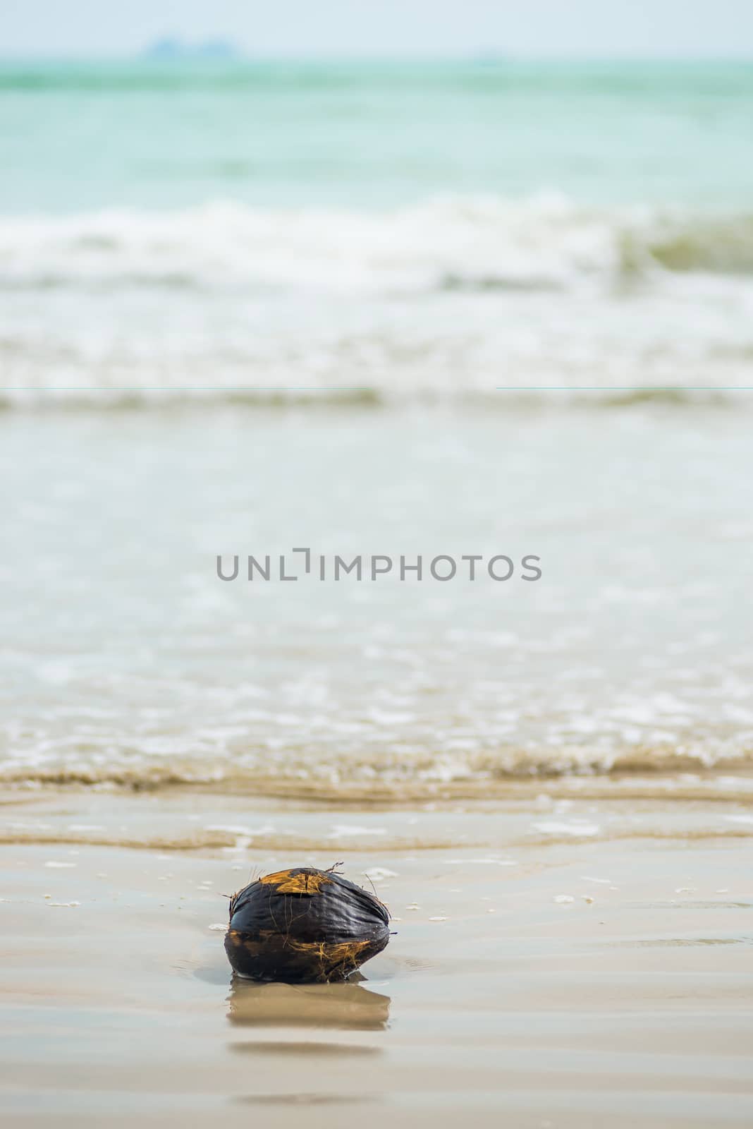 an old wet coconut that threw the sea ashore, lies on a sandy be by kosmsos111