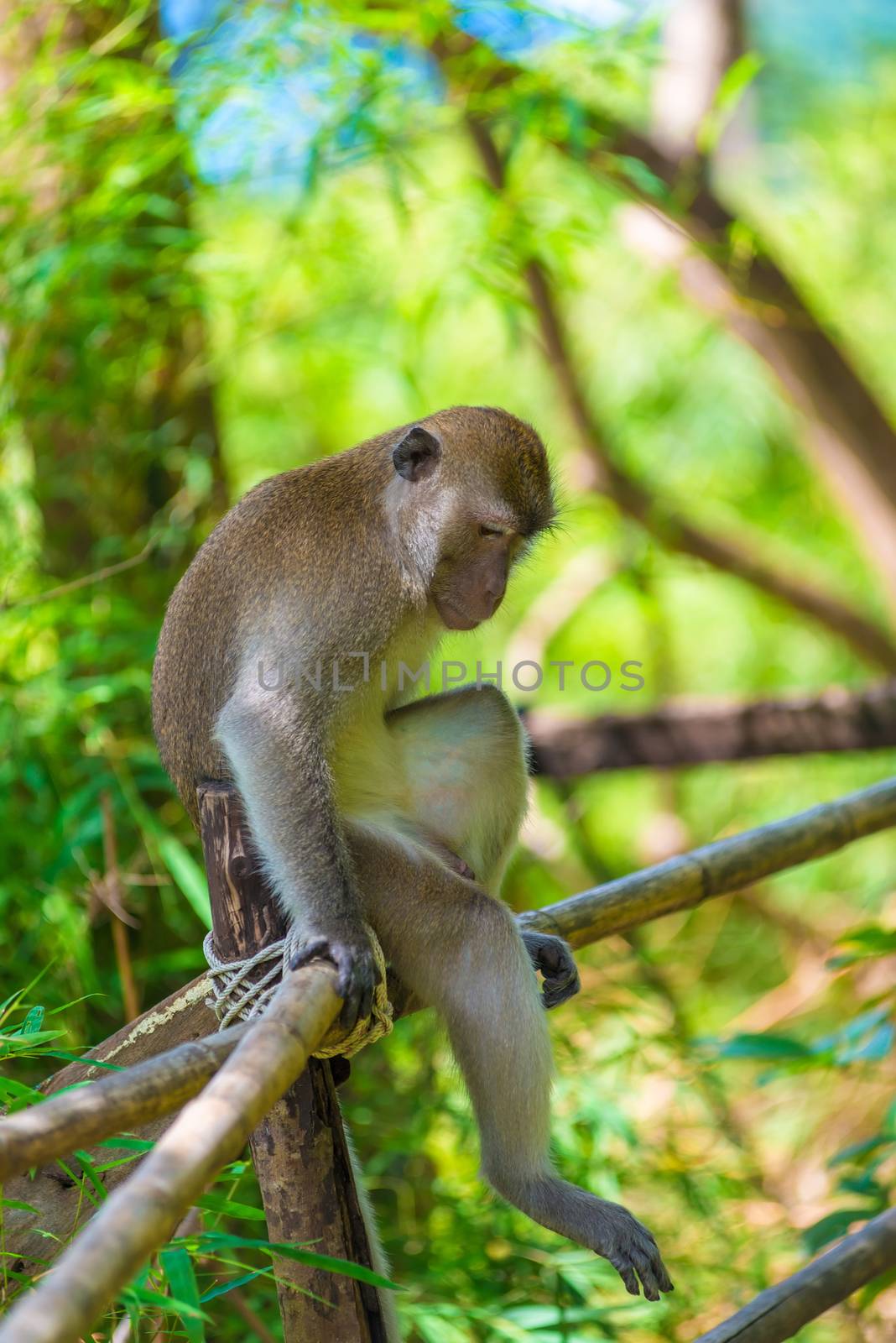 A sad lonely monkey sits on a fence in the shade of a tree by kosmsos111