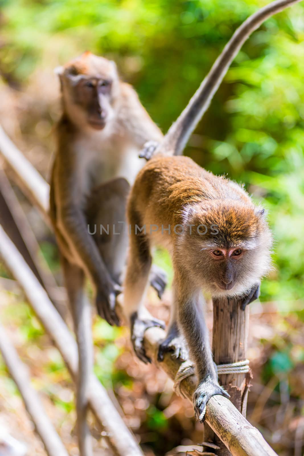 portrait of monkeys in a rain forest on a wooden fence