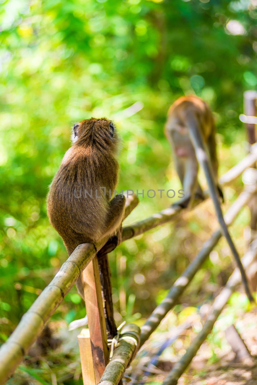 view from the back - monkeys on the fence in nature