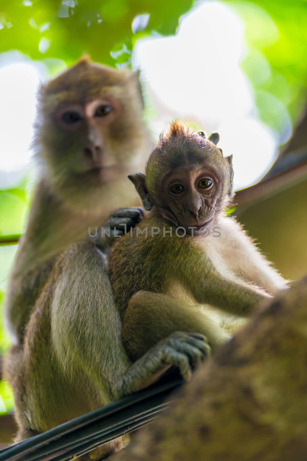 Mom and baby monkey in the wild on the tree by kosmsos111