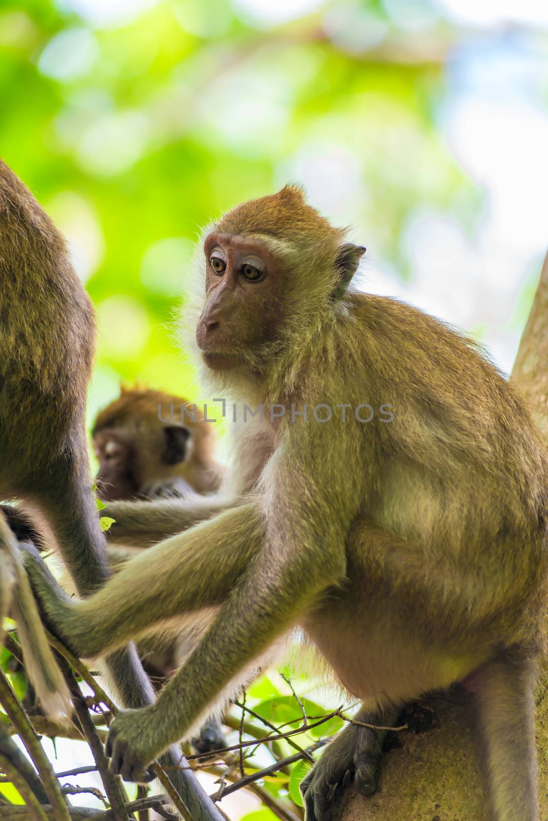 several monkeys in the tropical fox in Asia close up by kosmsos111