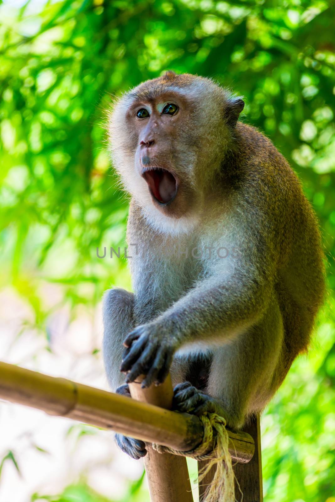 excited screaming monkey in the wildlife close-up by kosmsos111