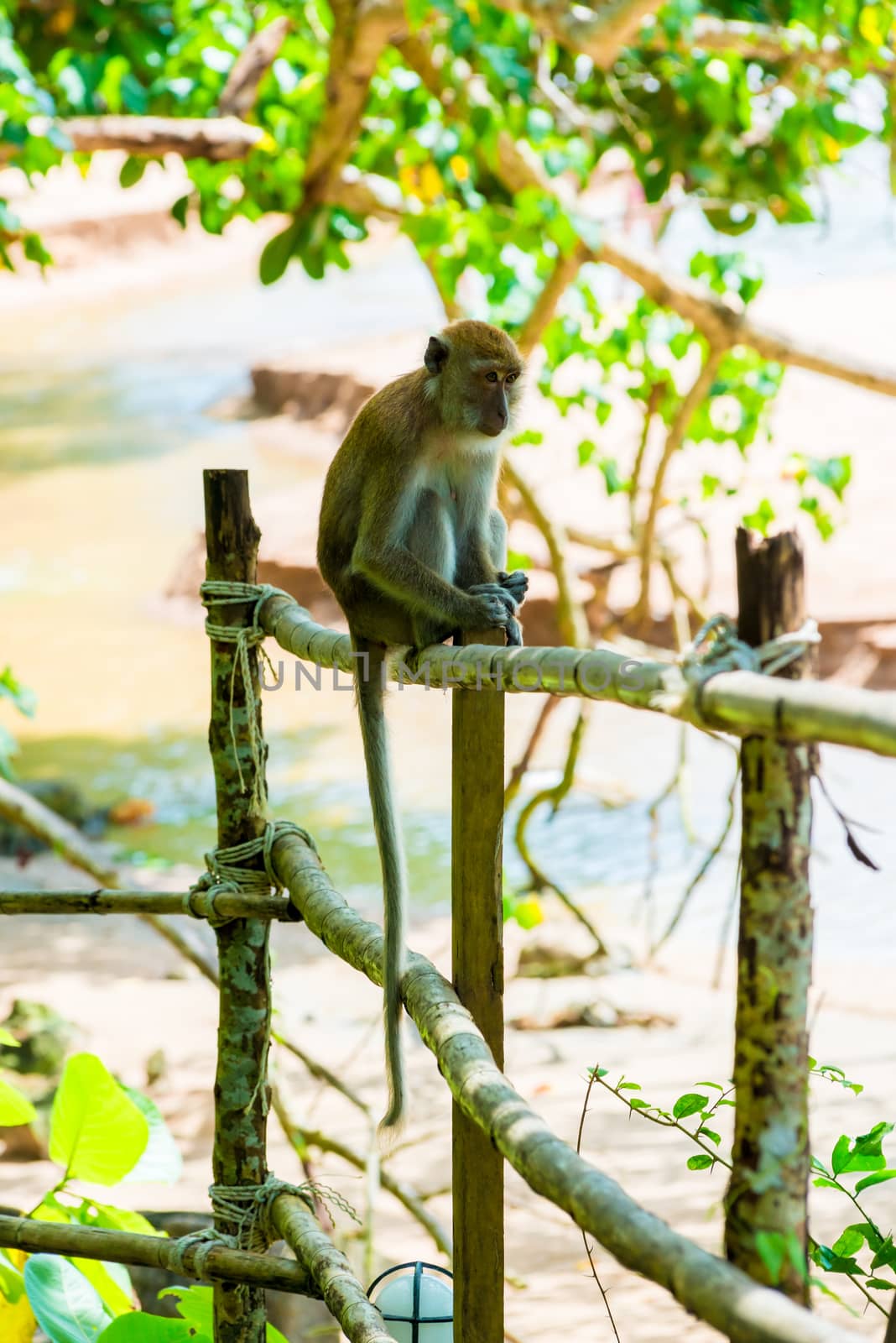 Thailand, a monkey sits on a fence near the beach