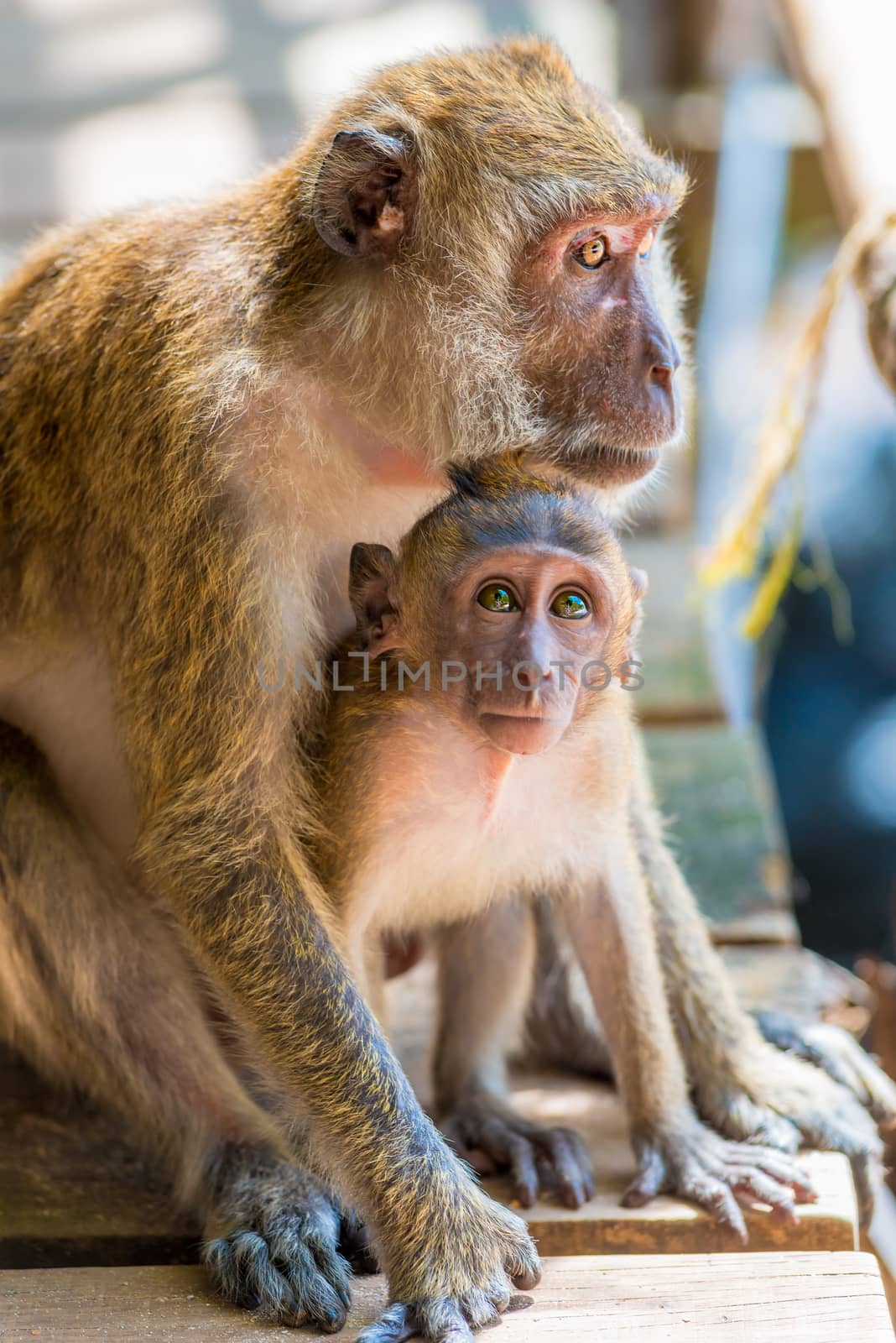 little baby and his mom bask in the sun, Thailand