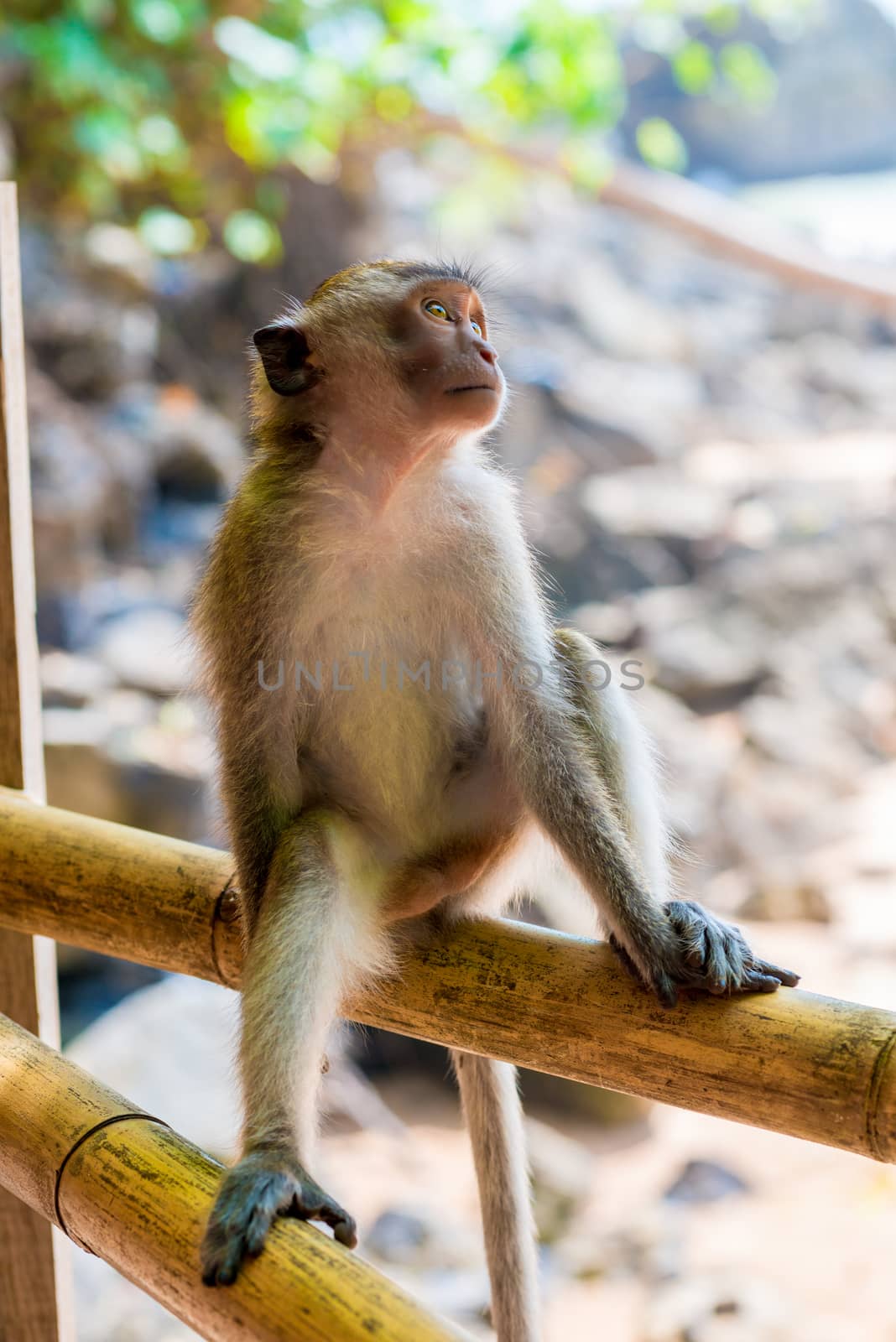 Relaxing monkey on the fence resting