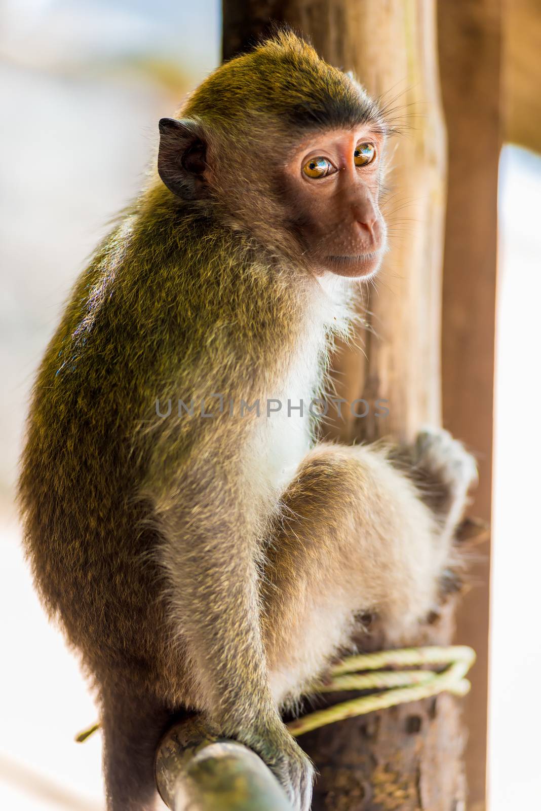 shy beautiful little monkey on the fence resting by kosmsos111