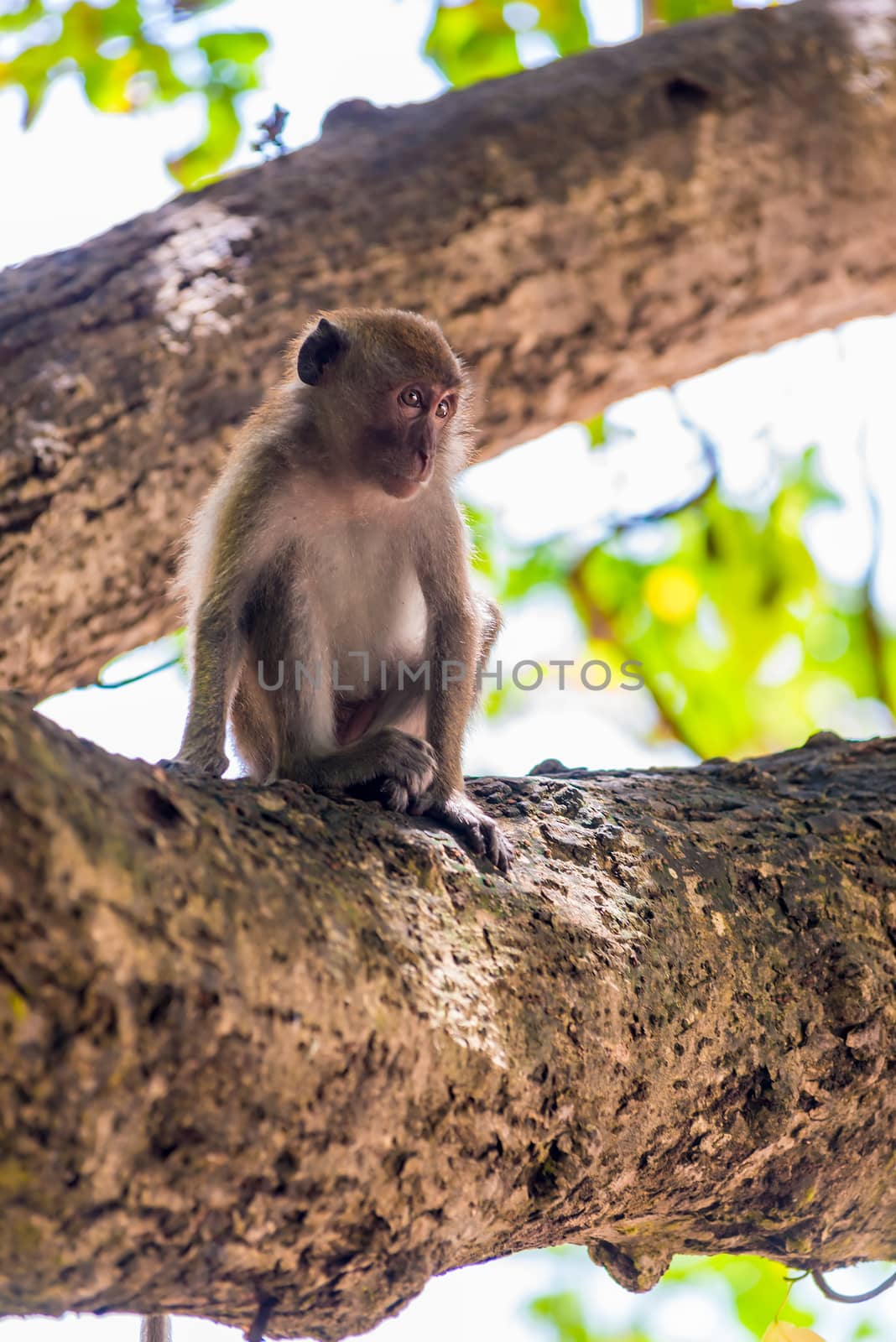 the monkey sits on a thick branch of a tree and looks somewhere by kosmsos111