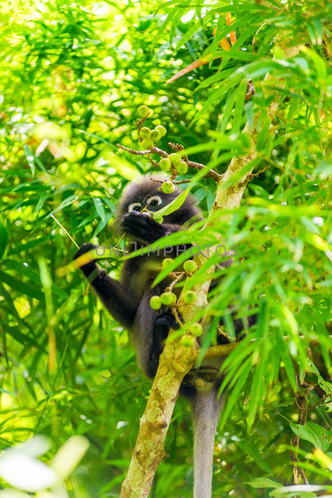 black monkey in the leaves of the tree collects fruits