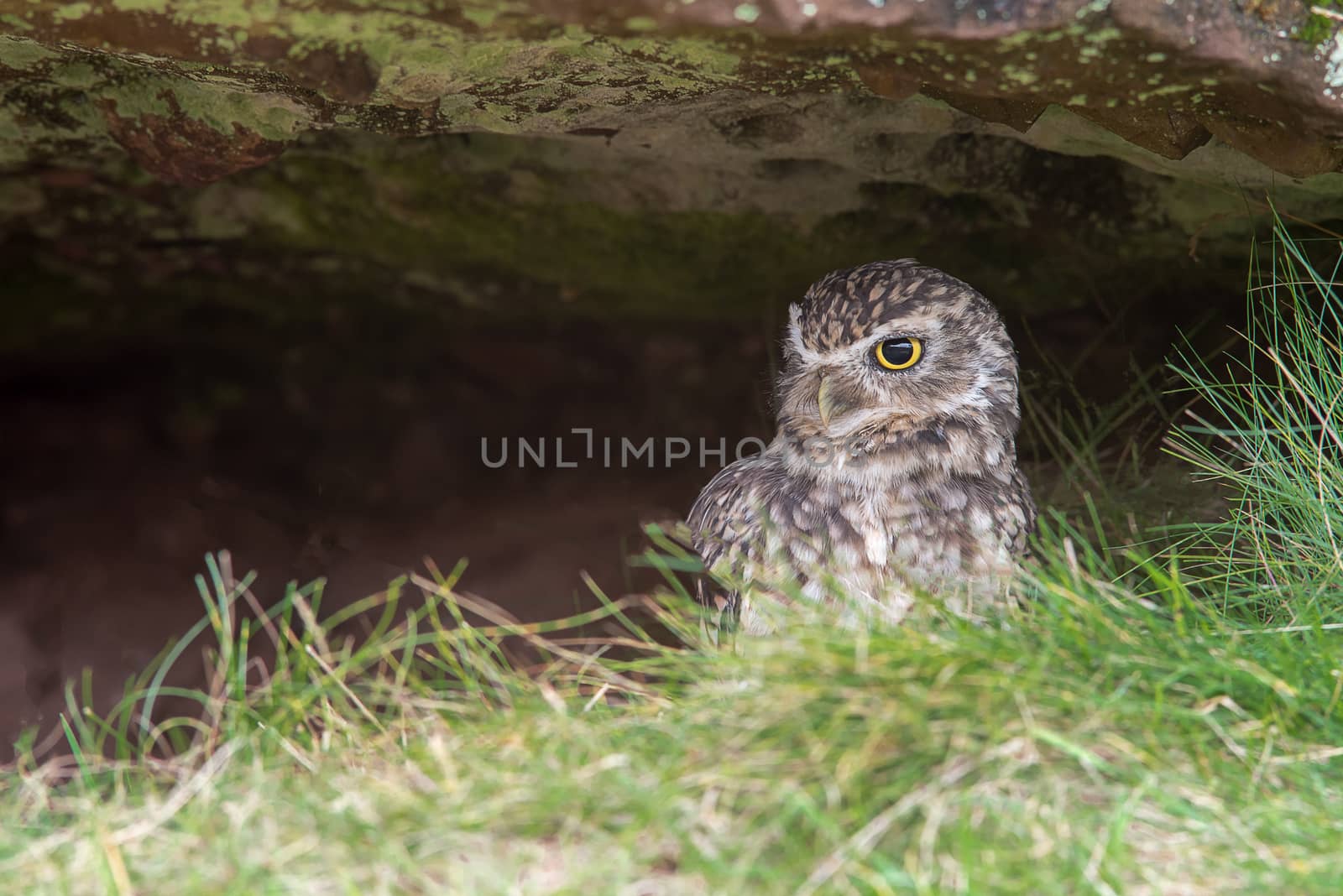A very alert looking burrowing owl hiding under a rock and looking to the left in a natural setting