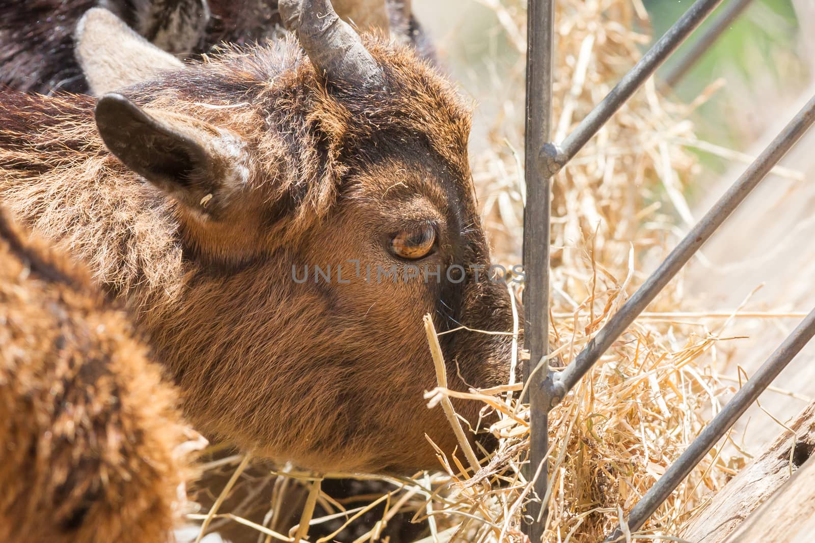 Brown goat eating hay - Selective focus on the eye