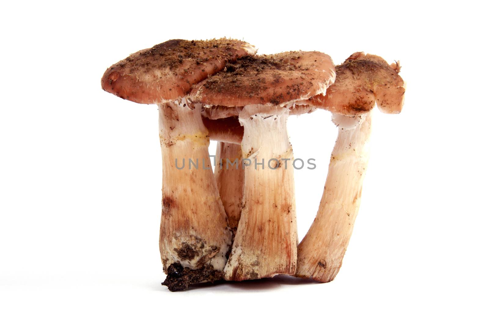 Mushrooms isolated on a white background. Food concept