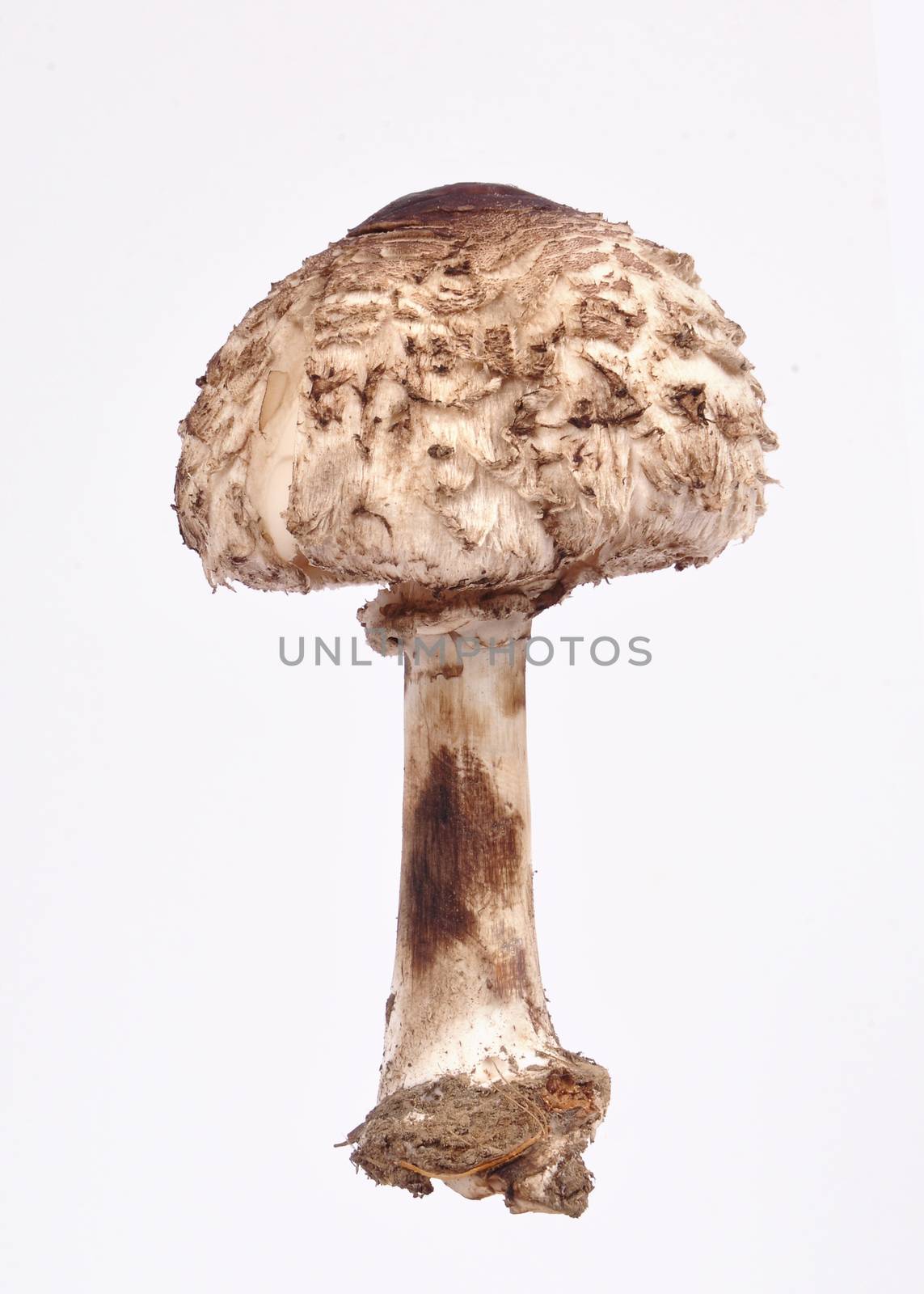 Mushrooms isolated on a white background. Food concept