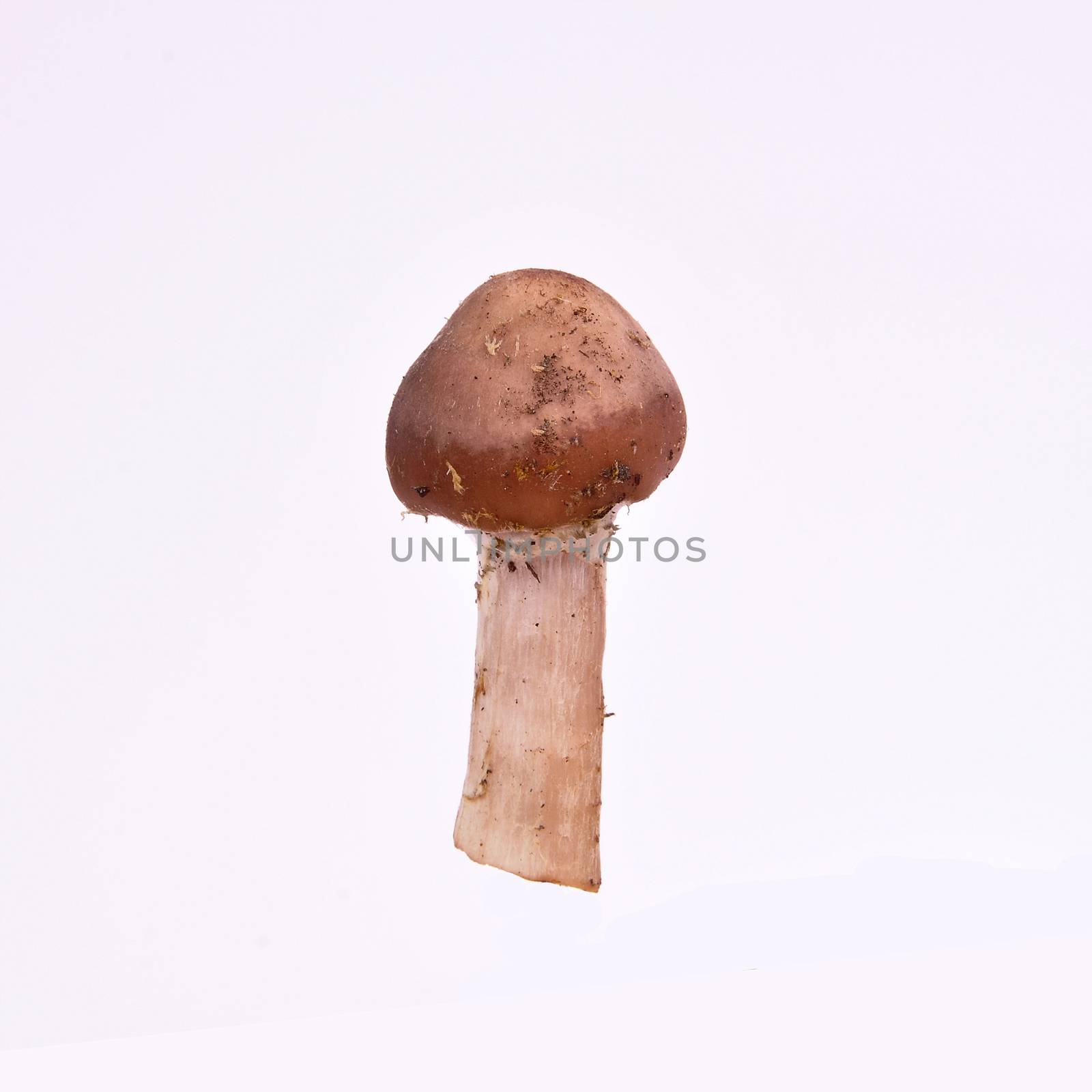 Mushrooms isolated on a white background. Food concept. by Nikola30