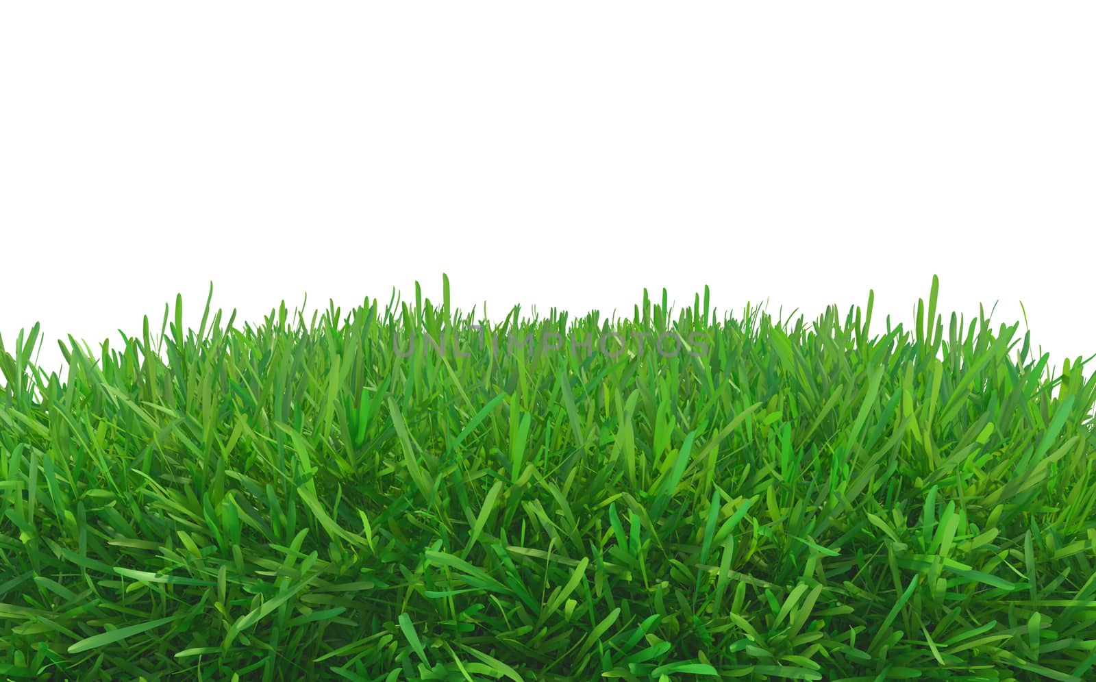 green grass piece isolated on white background by Mirexon