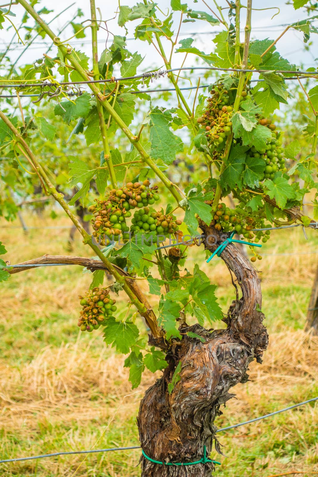 Vineyard and grapes damaged and crop destroyed after severe storm with hail destroying the major portion of the harvest. Plants will have to be treated with chemicals to survive