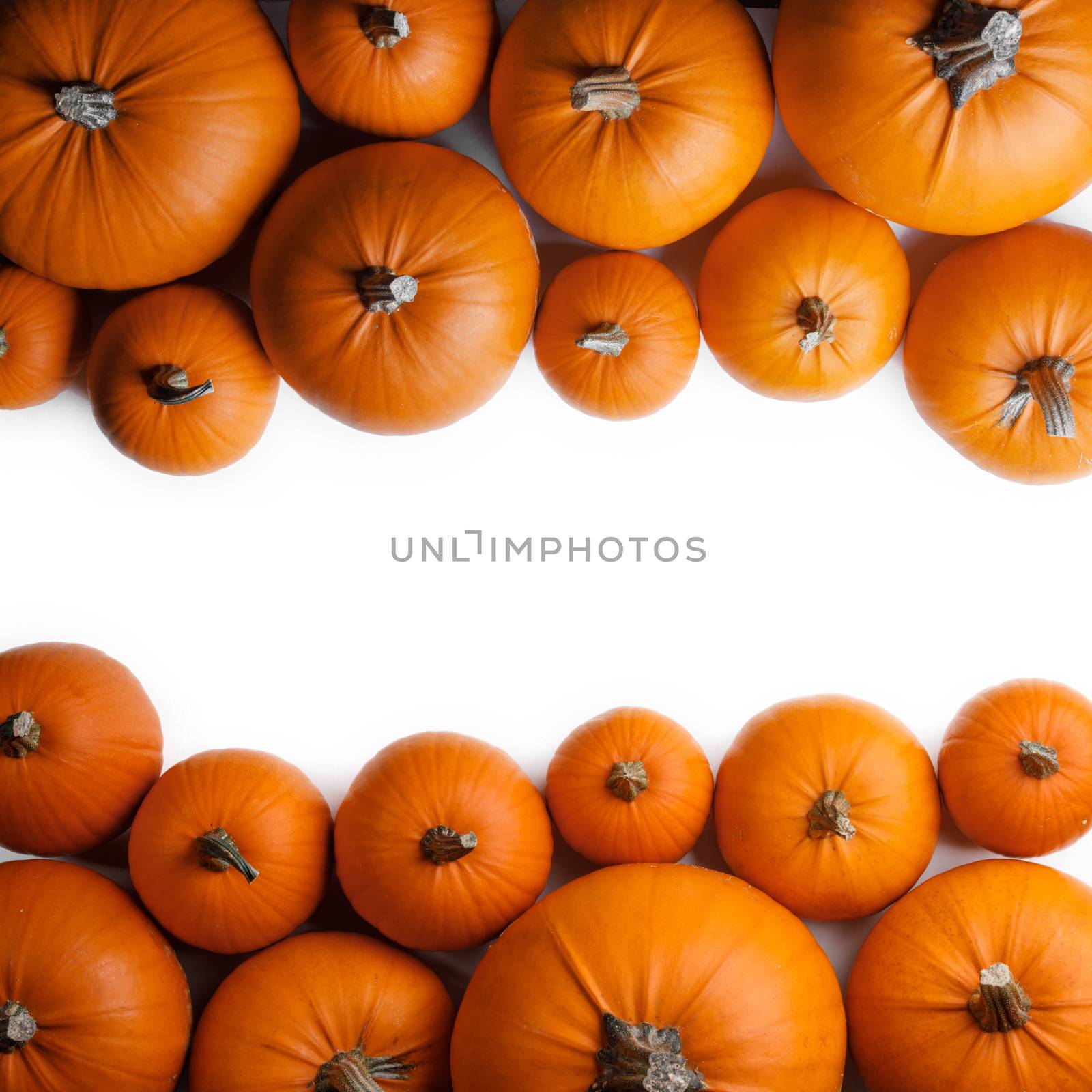 Many orange pumpkins frame isolated on white background, autumn harvest, Halloween or Thanksgiving concept