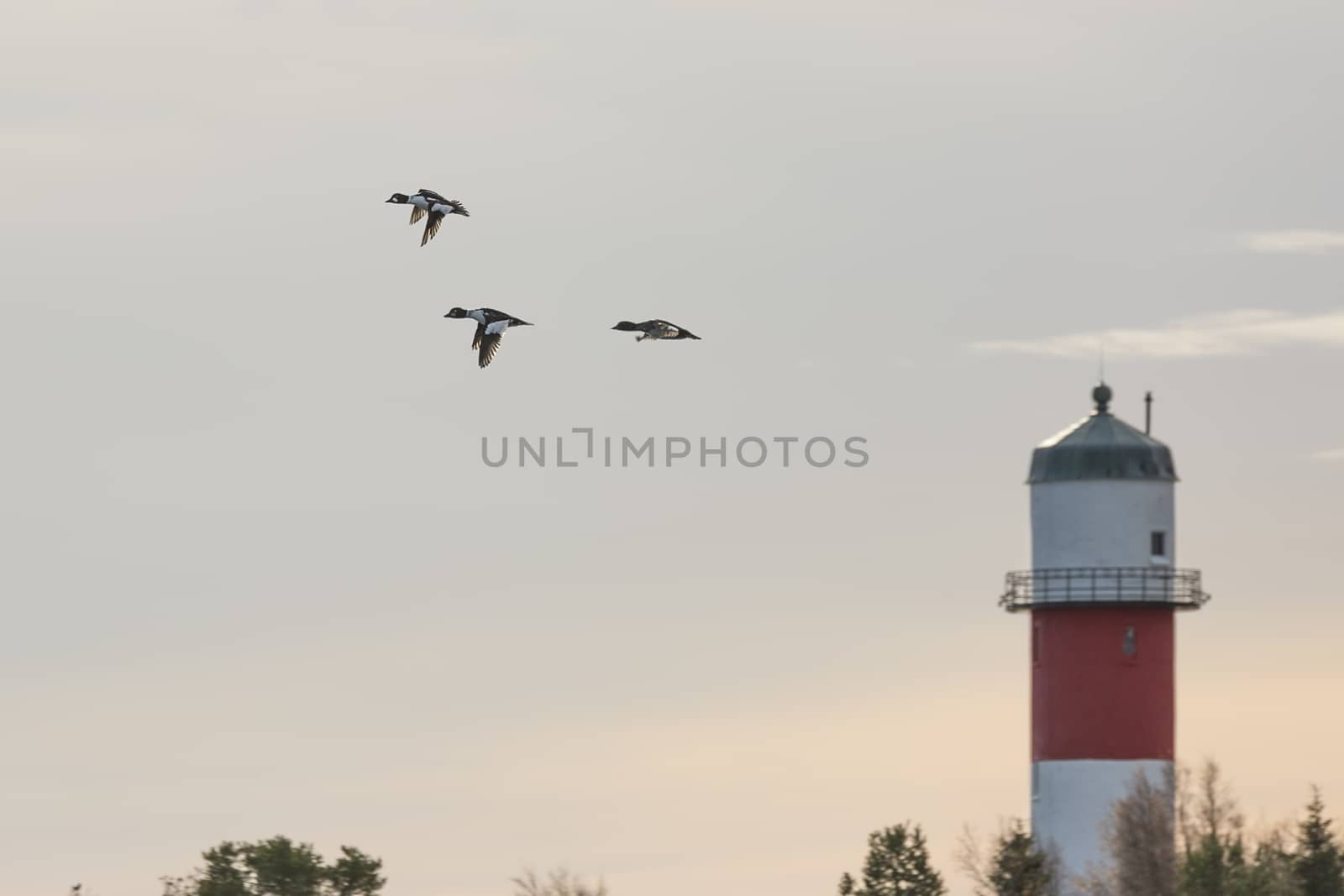 Common goldeneye Bird Flying next to Light House.