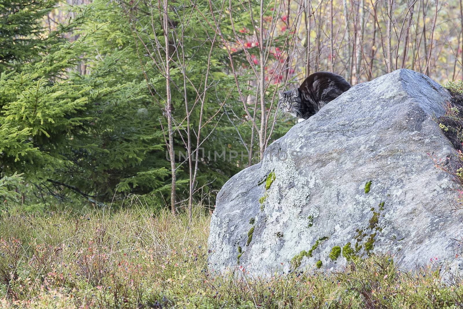 Domestic Cat on Rock in Forest.