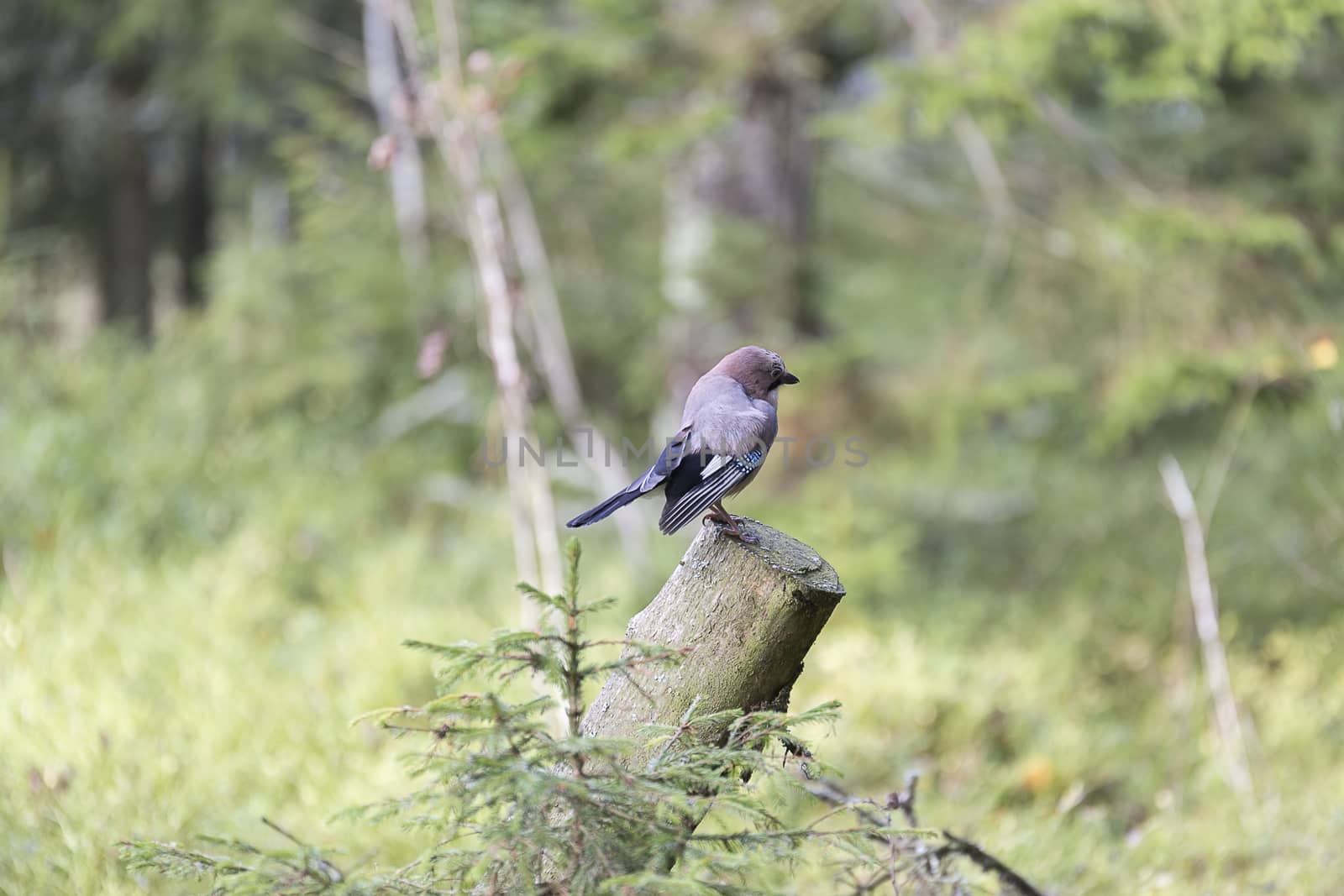Eurasian Jay standing on Log in Forest.