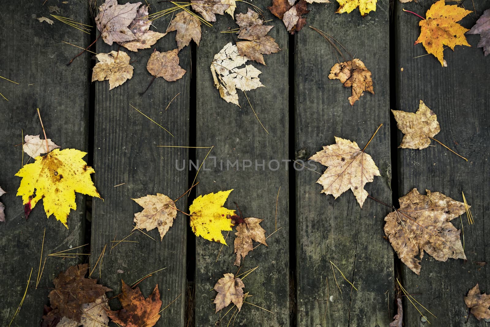 original autumn foliage by edella