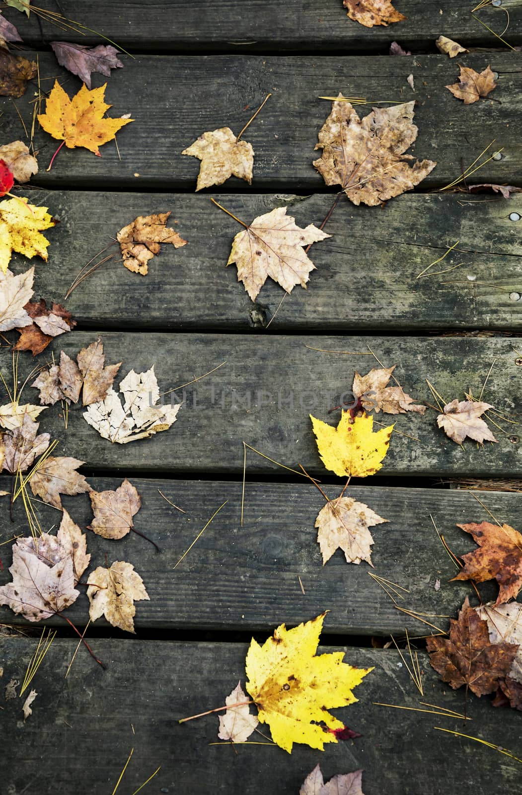 original autumn foliage in different colors on wooden floor