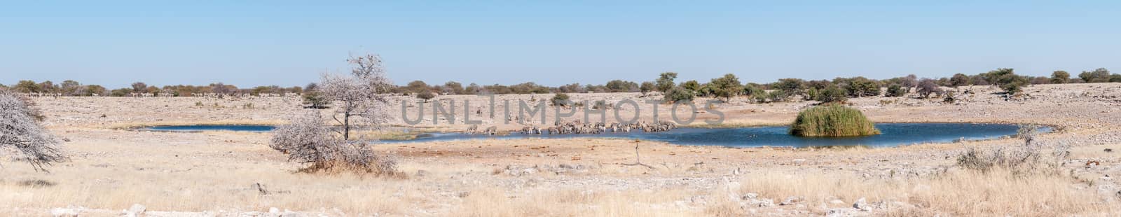 Burchells zebras drinking water at a waterhole in Northern Namib by dpreezg