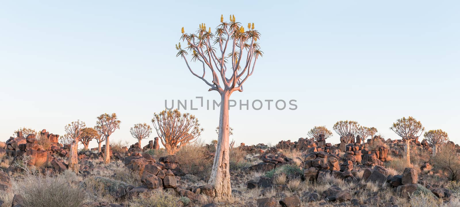 Panoramic view of the quiver tree forest at Garas near Keetmanshoop on the B1-road to Mariental at sunrise