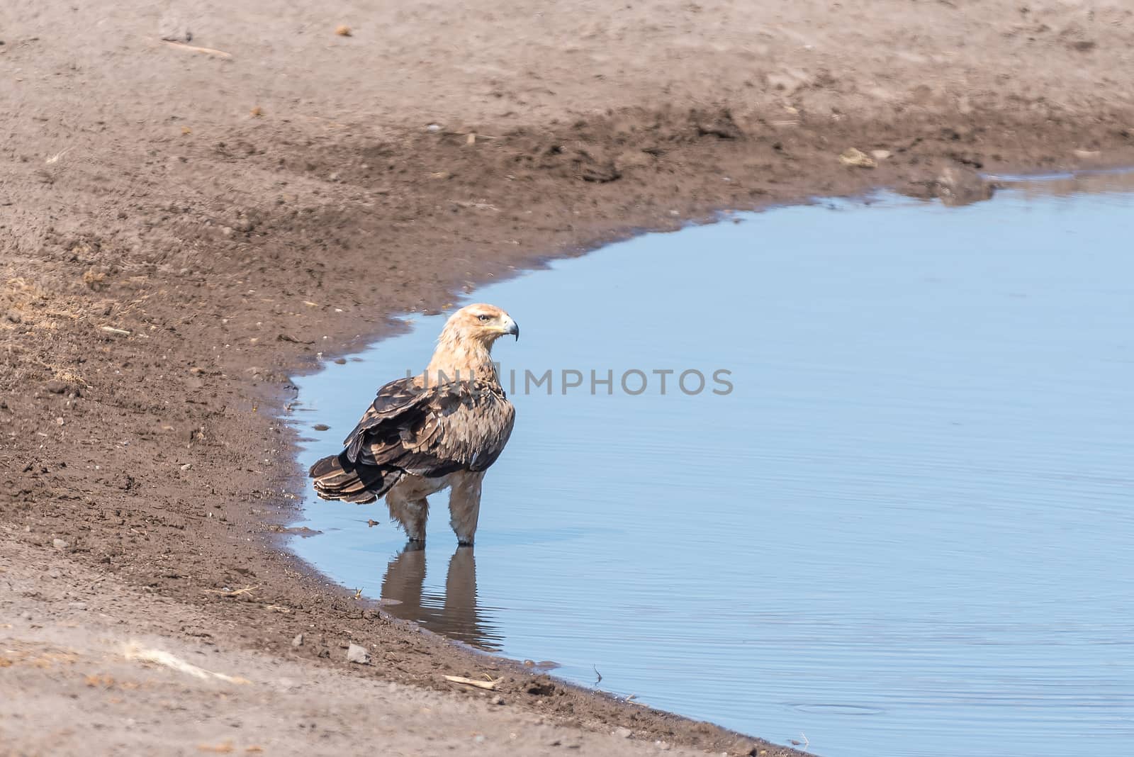 A tawny eagle, Aquila rapax, in a waterhole in northern Namibia