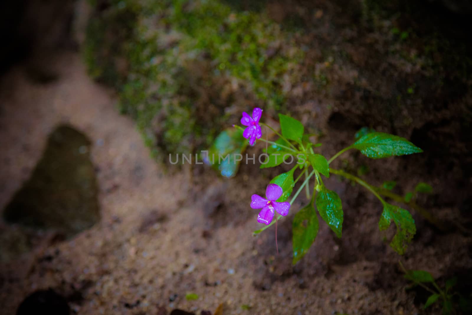 beautiful natural flowers