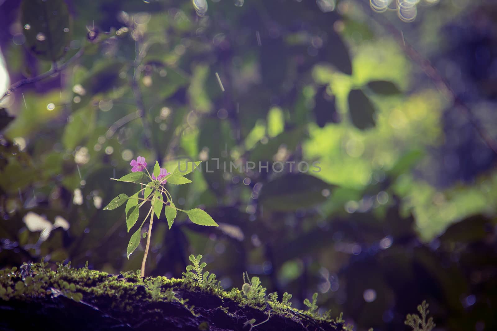 beautiful natural flowers