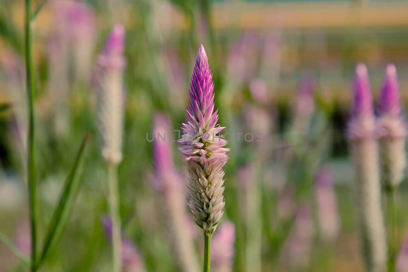 beautiful natural flowers