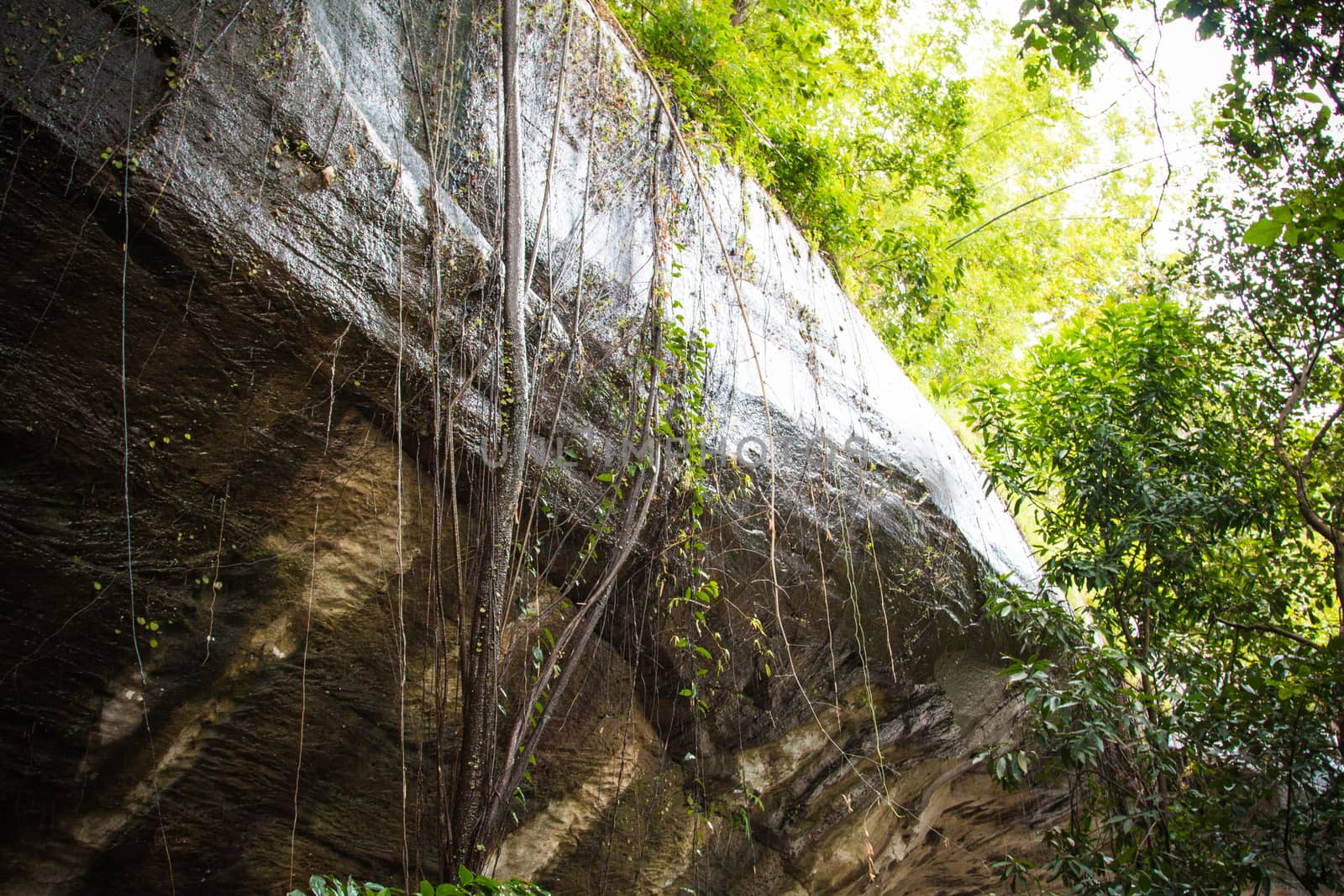 Vines on the stone wall