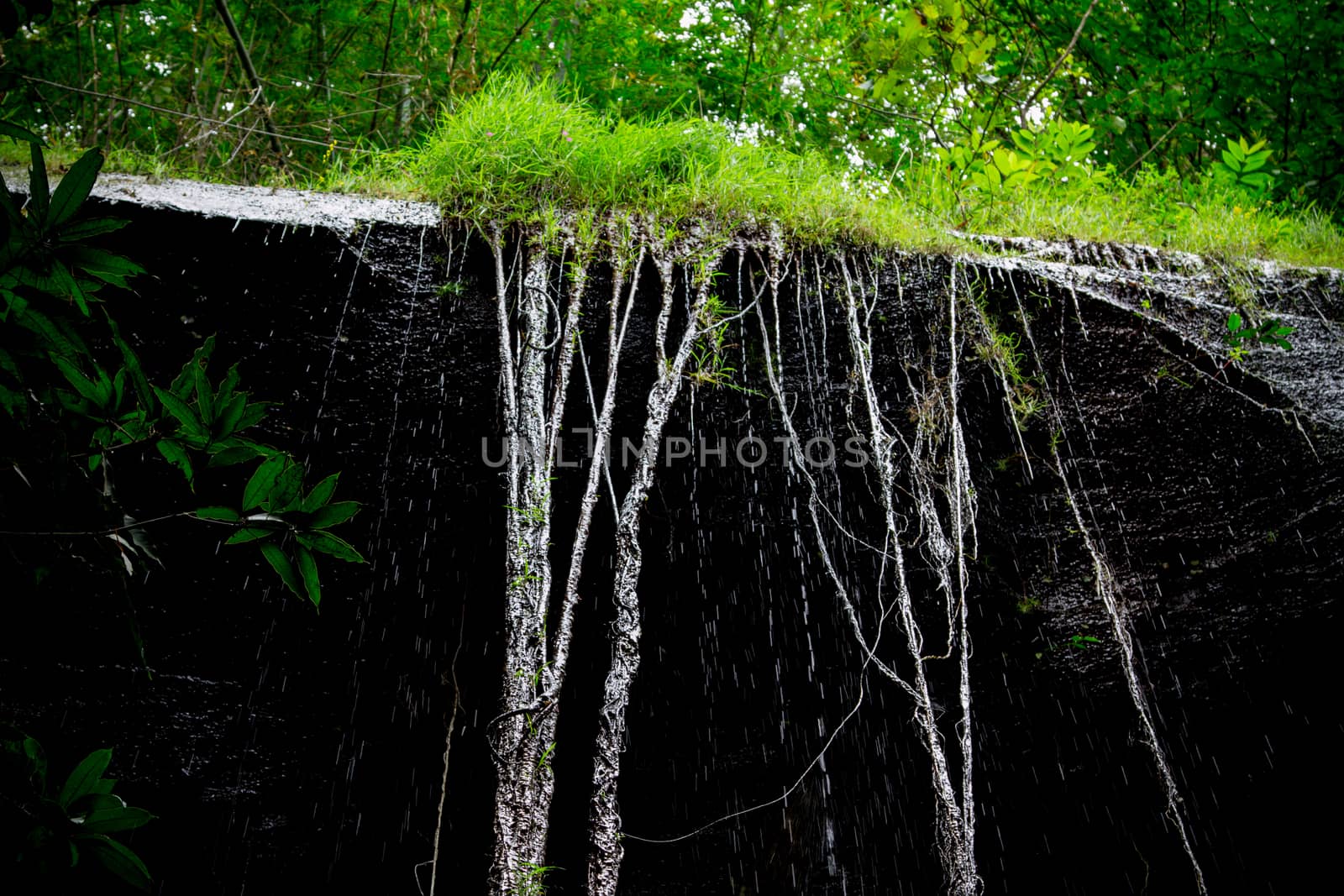 Vines on the stone wall