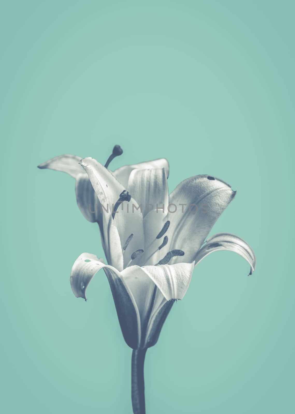 Delicate Flower In Black And White Against Pastel Blue Background
