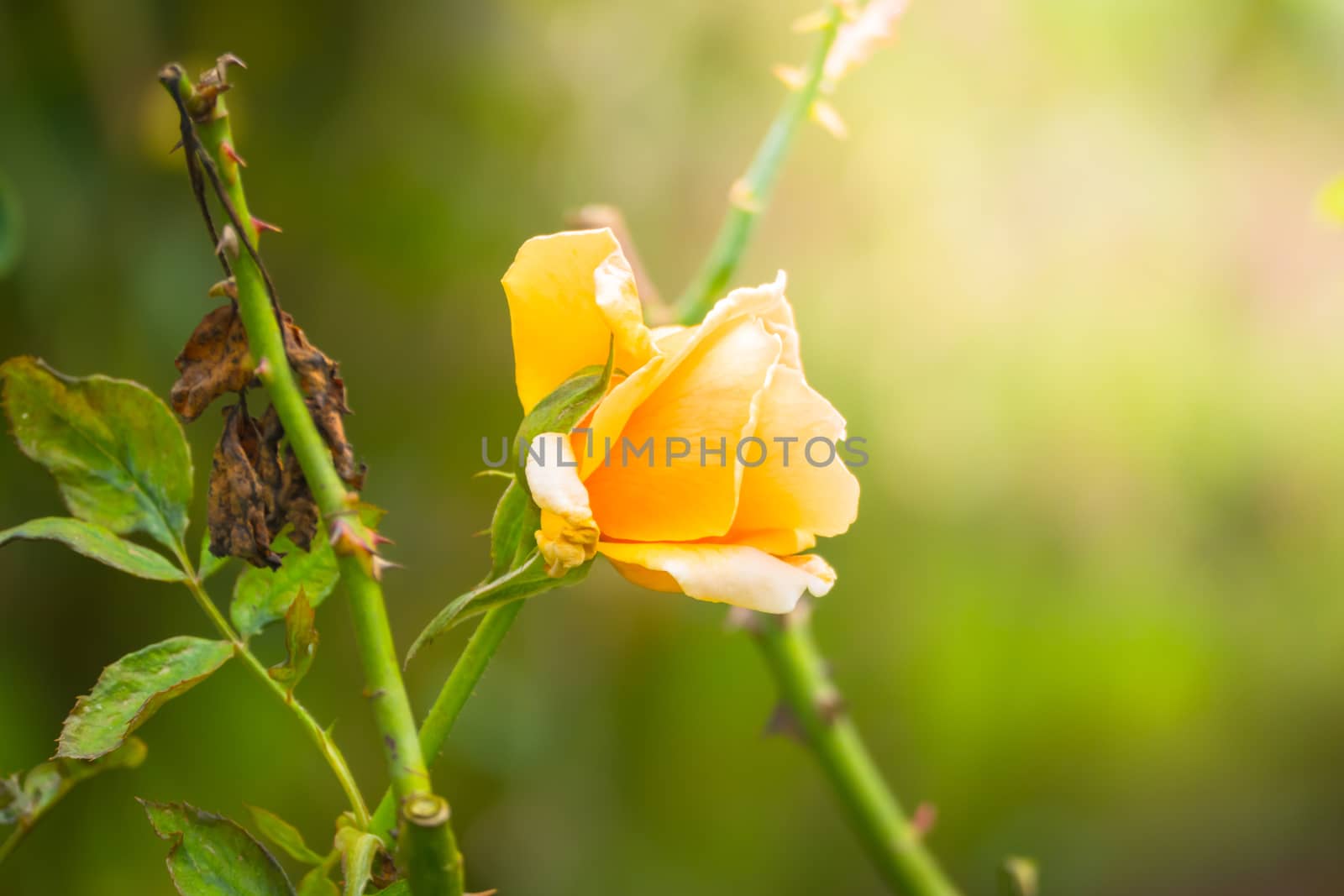 Roses in the garden, Roses are beautiful with a beautiful sunny day.